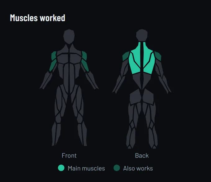 Muscles worked by the Chest Supported Row